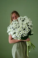 Монобукет из 15 кустовых хризантем под ленту
